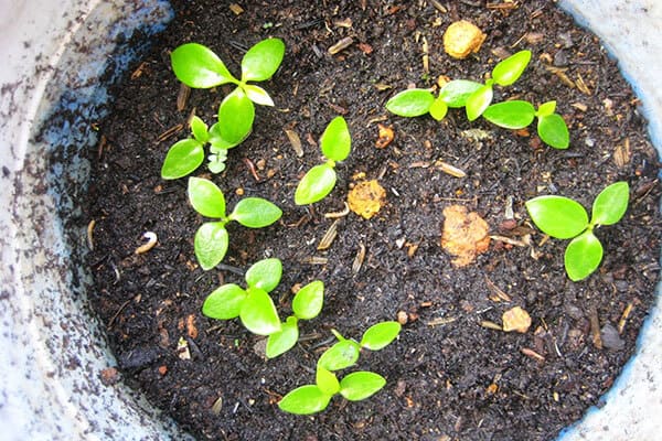 Chậu lan cẩm cù được trồng bằng phương pháp gieo hạt