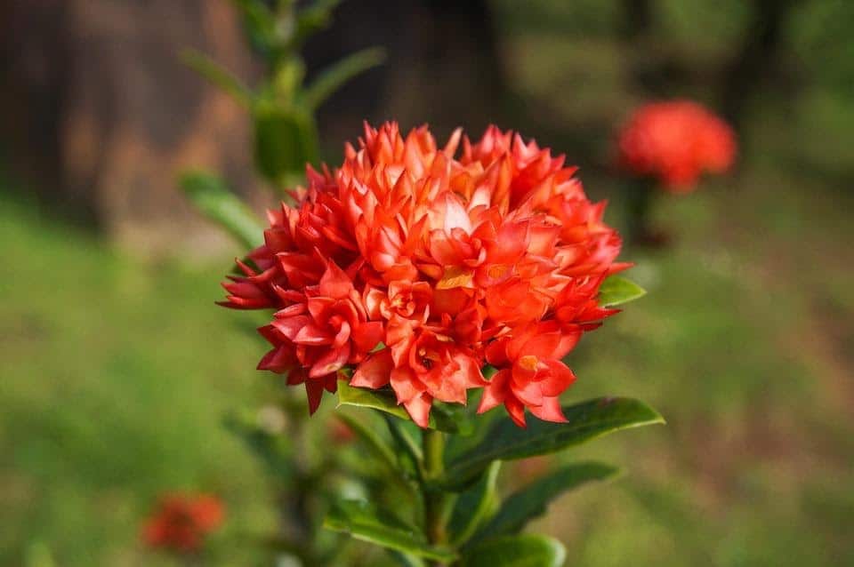 Mini double red ixora - Đơn (trang) sen cận cảnh bông hoa