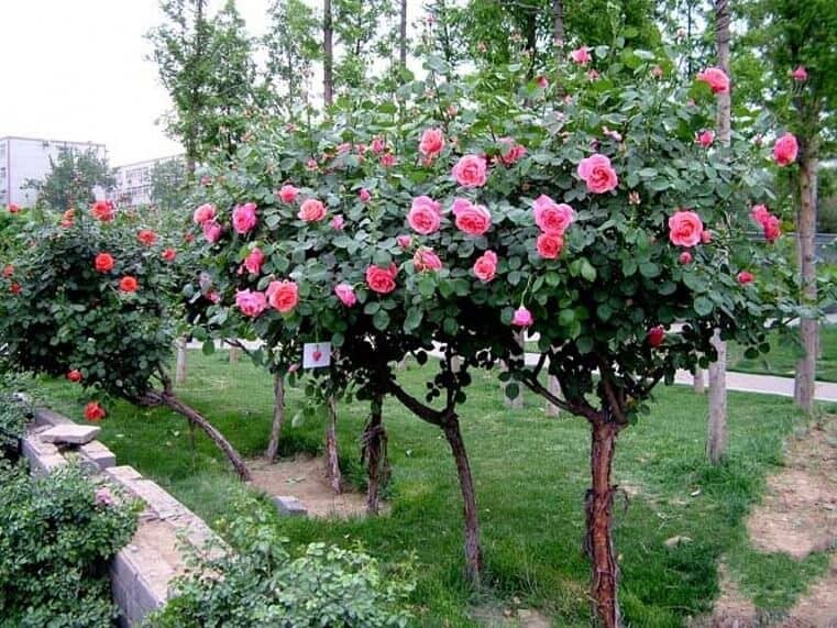 Hình ảnh toàn cây hồng cổ Sapa