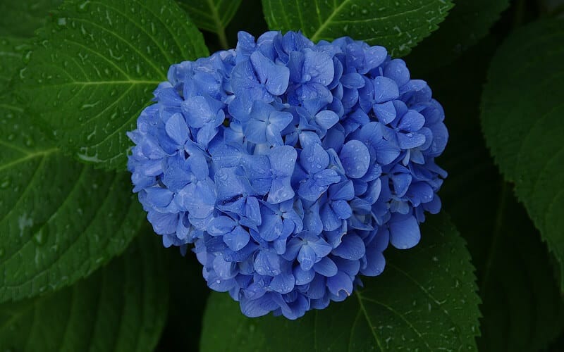 hoa cẩm tú cầu xanh
