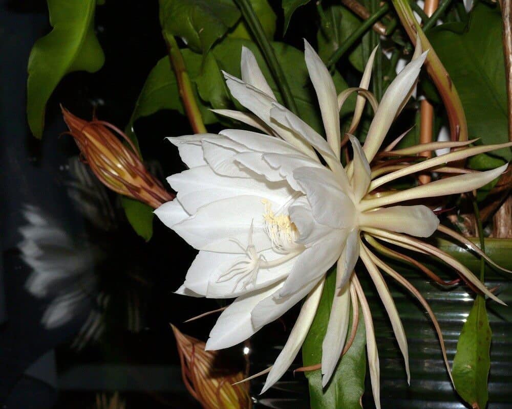 Hoa Quỳnh trắng "Nữ Hoàng Bóng Đêm" với sức hút mê hoặc