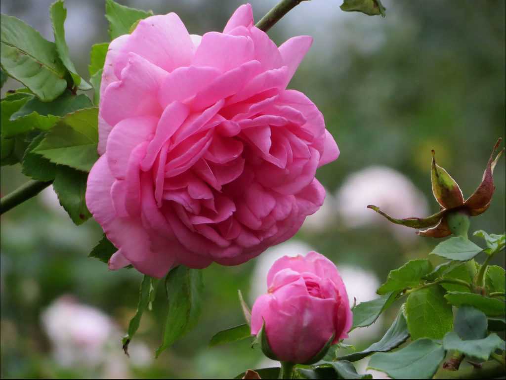 Hoa hồng cổ Sapa