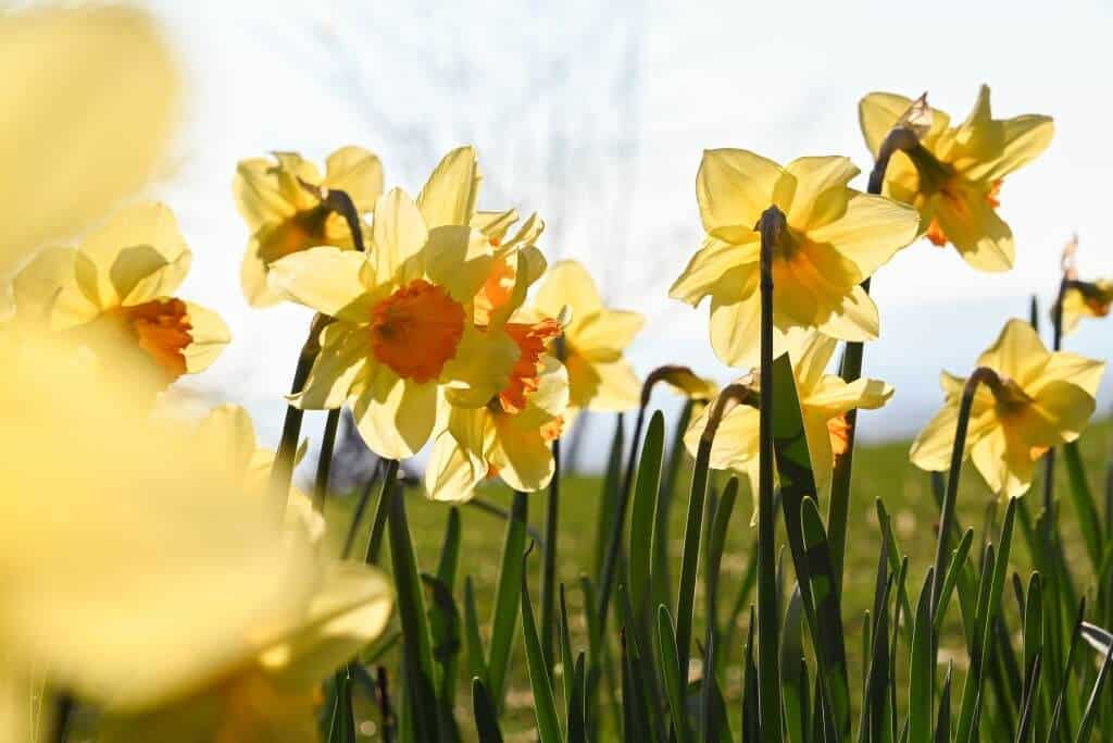 Hoa Thủy Tiên Vàng Mùa Xuân  Ảnh miễn phí trên Pixabay