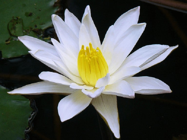 Hoa tượng trưng cho sự trong trắng, nhẹ nhàng
