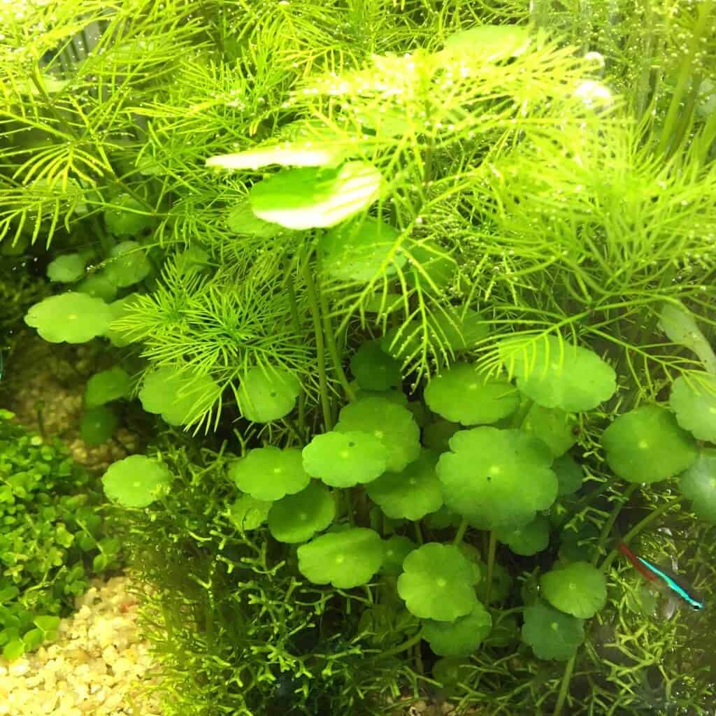 cỏ đồng tiền trồng trong bể cá