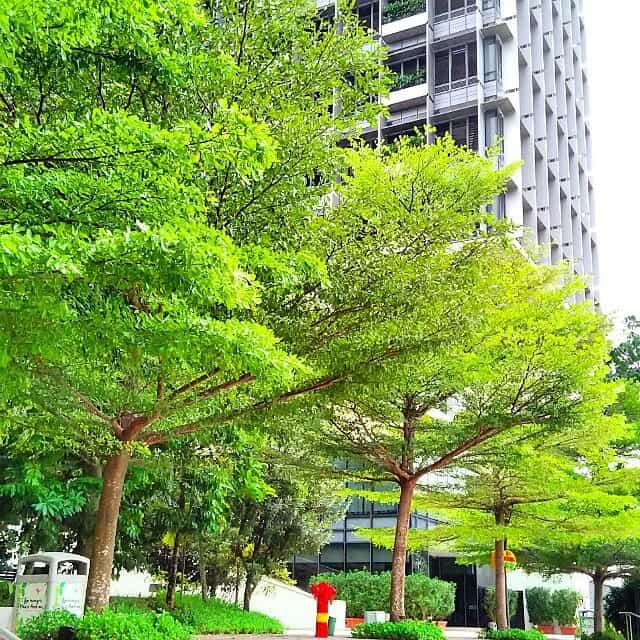 Cây bàng Đài Loan