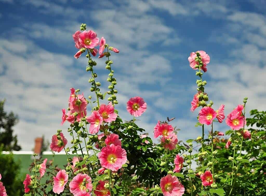Hoa mãn đình hồng