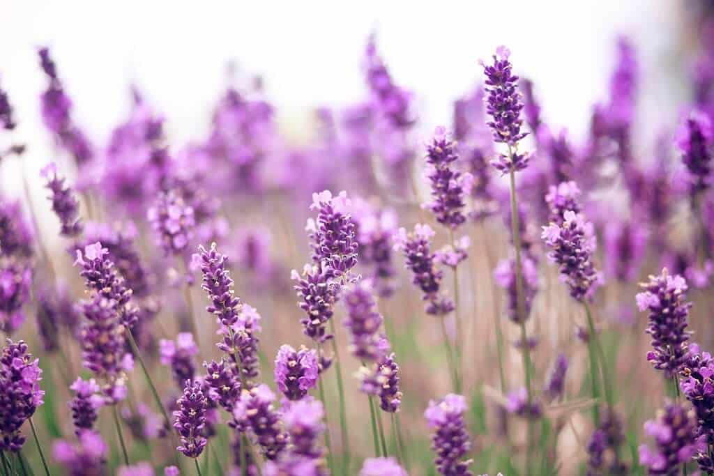Cận cảnh hoa lavender