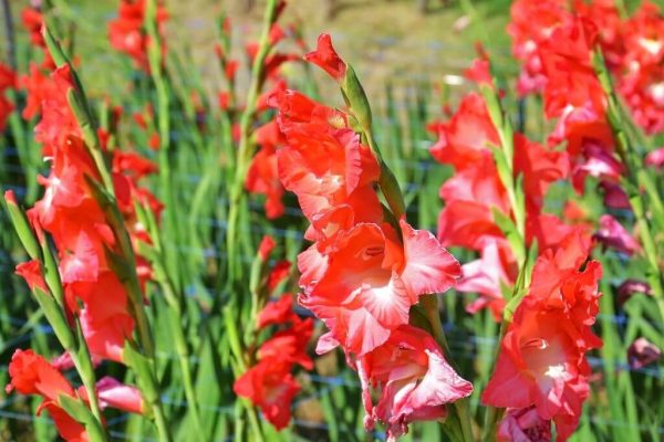 Hoa lay ơn (Gladiolus) - Hướng dẫn cách trồng loài hoa rực rỡ ngày Tết